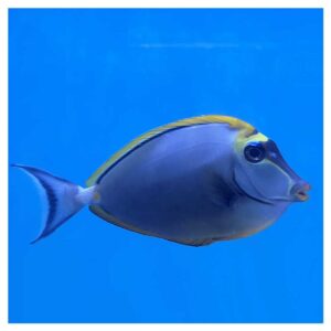 Morske ribiceNaso Elegans - Blonde Naso Tang