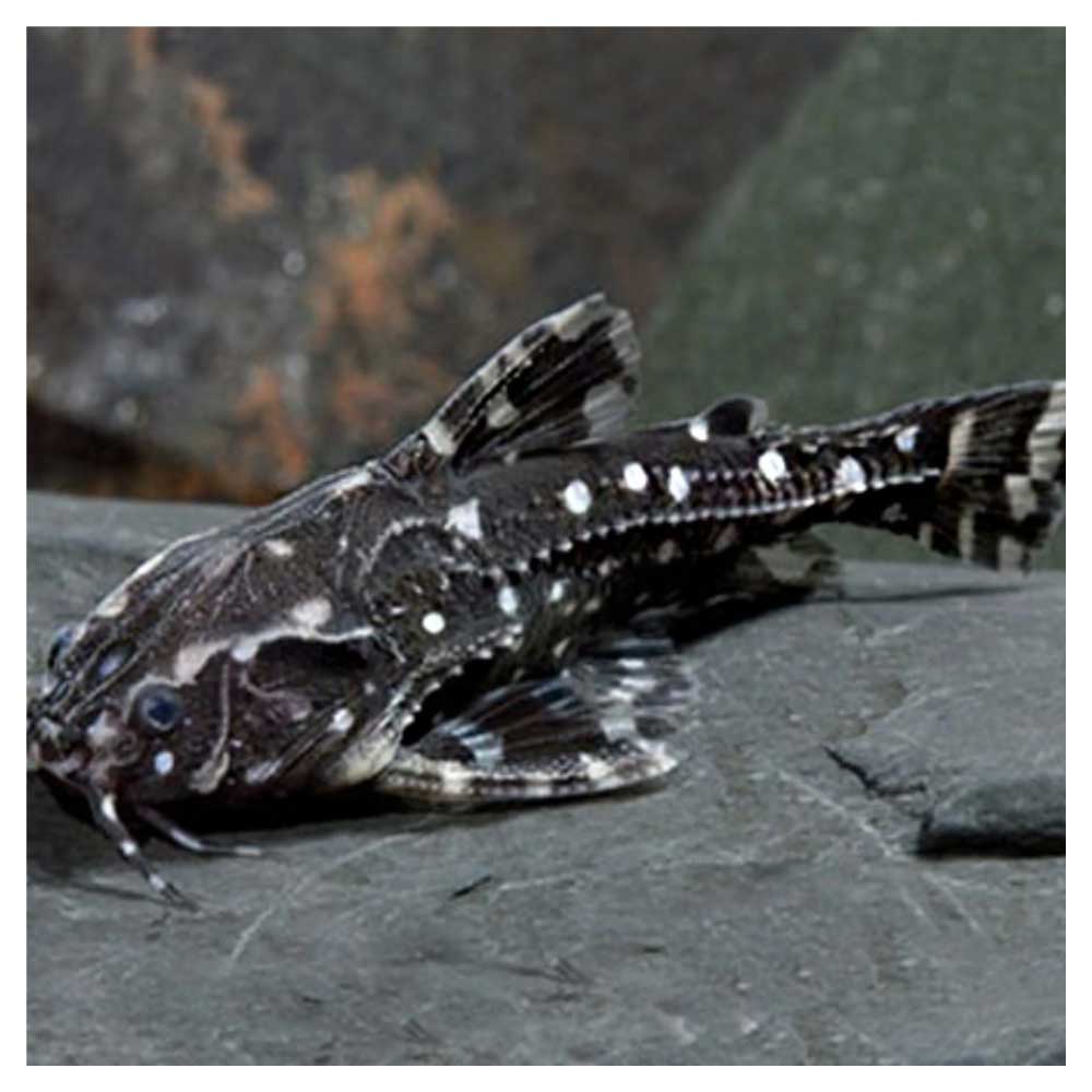 Ribice za akvarijumAgamyxis pectinifrons - Agamiksis