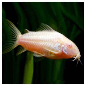 Ribice za akvarijum: Corydoras paleatus var. albino