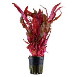 Biljke za akvarijum: Alternanthera reineckii