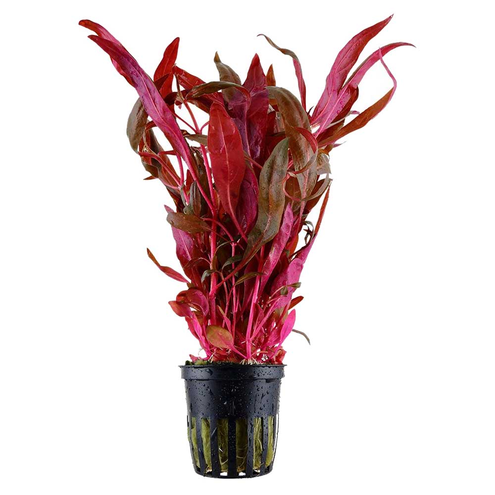 Biljke za akvarijum: Alternanthera reineckii