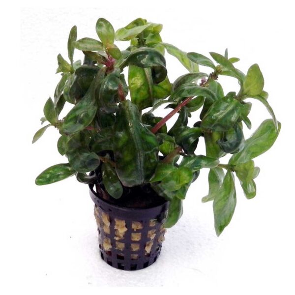 Biljke za akvarijum: Ammania multiflora