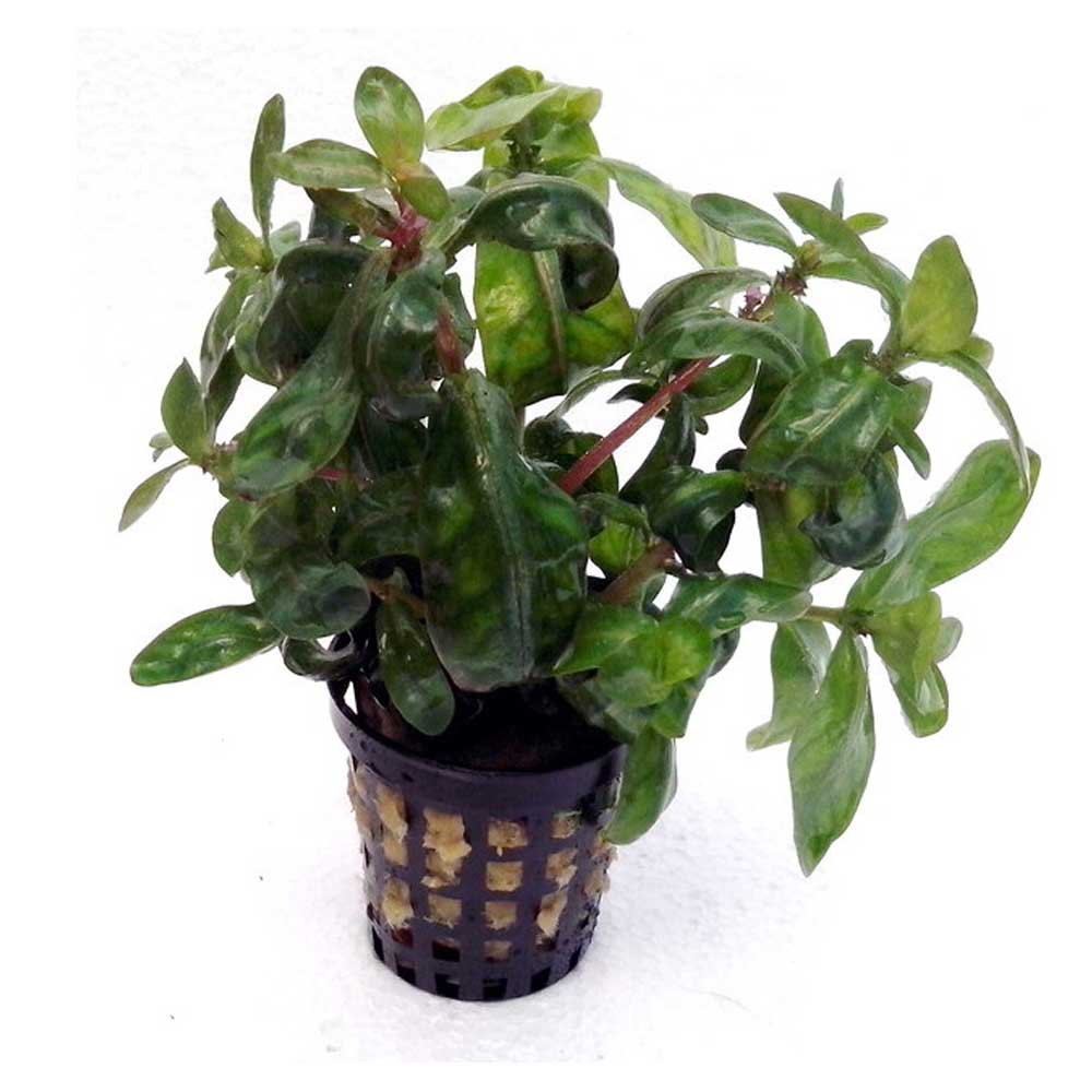 Biljke za akvarijum: Ammania multiflora