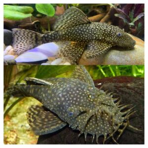 Ribice za akvarijum: Ancistrus sp. - Ancistrus crni