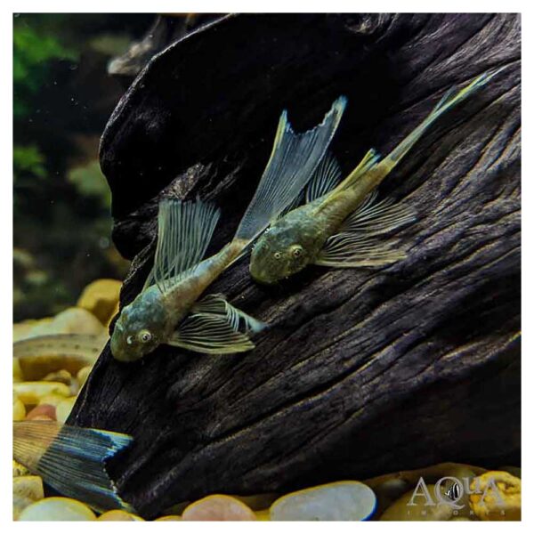 Ribice za akvarijumAncistrus sp. - Ancistrus crni slajer