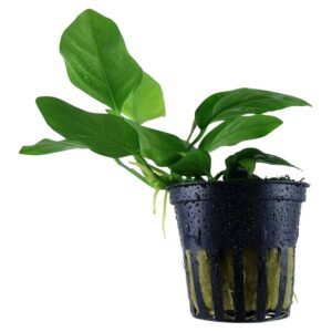 Biljke za akvarijum: Anubias barteri nana