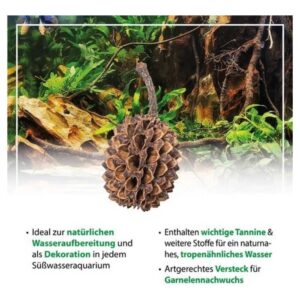 Arka Casuarina Cones 50 kom