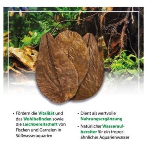 Arka Catappa Leaves (10 kom )