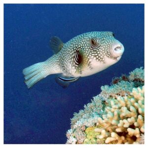 Morske ribiceArothron Hispidus - Stripes Puffer