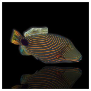 Morske ribiceBalistapus Undulatus - Orange Lined Triggerfish
