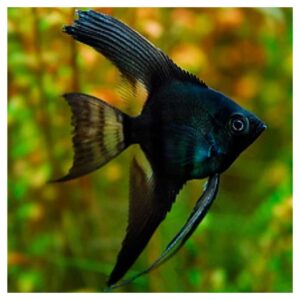 Ribice za akvarijum: Pterophyllum scalare var. - Skalar black phantom