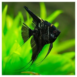 Ribice za akvarijum: Pterophyllum scalare var. - Skalar marble