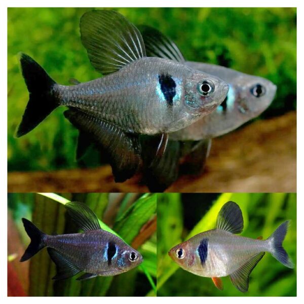 Ribice za akvarijum: Hyphessobrycon megalopterus - Black phantom tetra