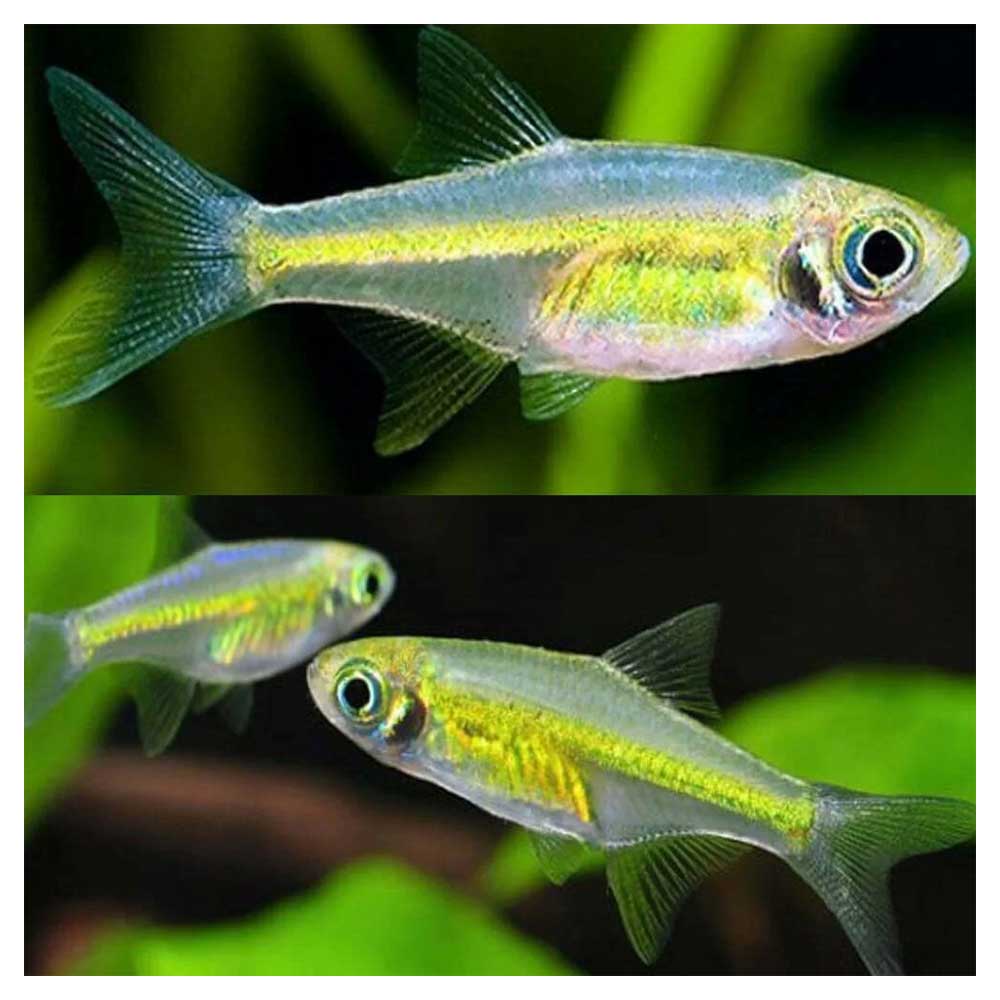 Ribice za akvarijum: Microdevario kubotai - Microrasbora kubotai