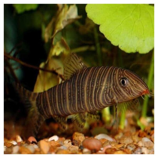 Ribice za akvarijumBotia striata