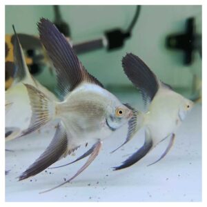 Ribice za akvarijum: Pterophyllum scalare var. - Skalar bulgarian