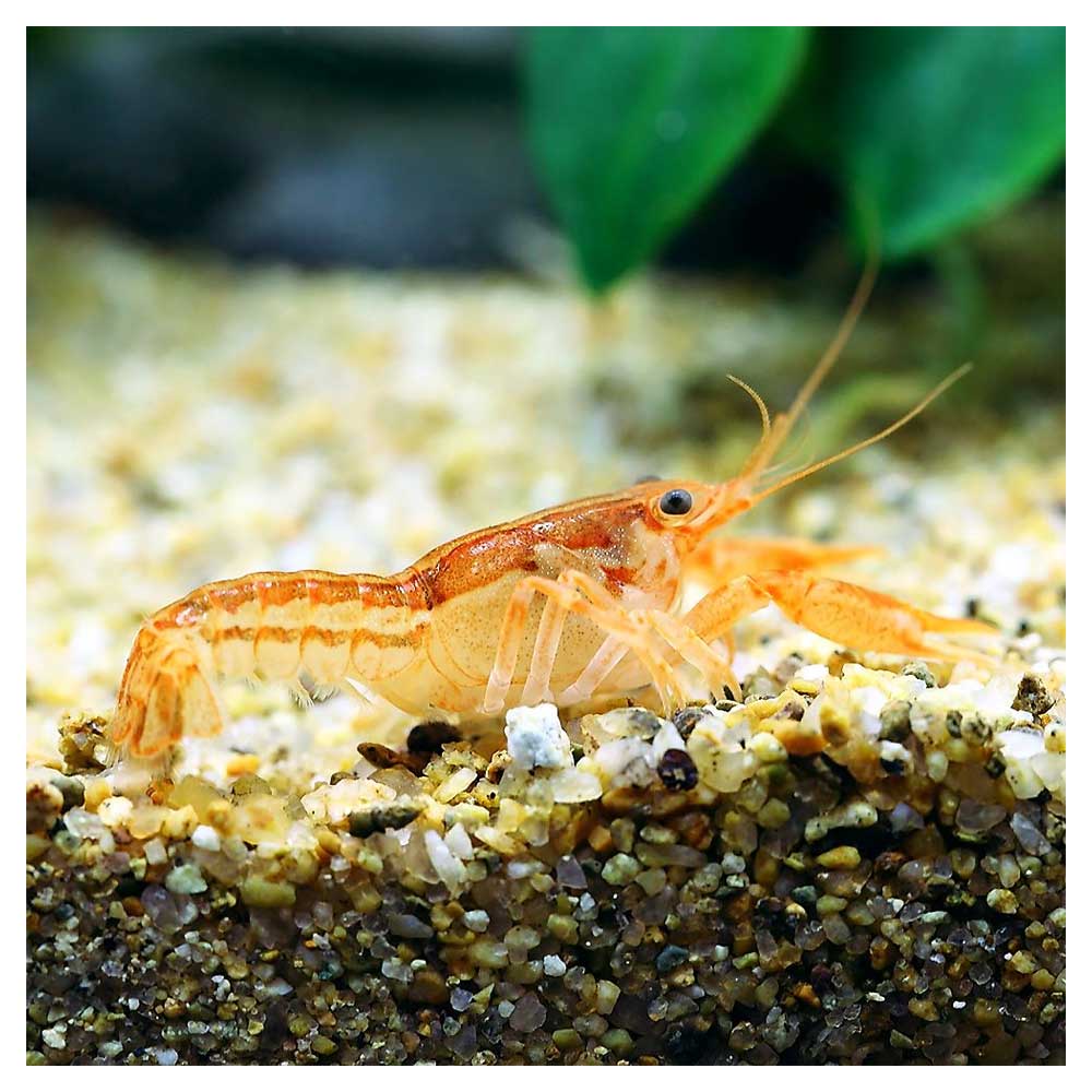 Rakovi za akvarijumCambarellus patzcuarensis - CPO rak