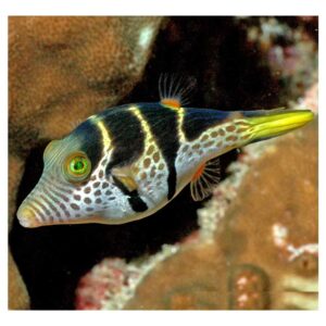 Morske ribiceCanthigaster Valentini - Valentin's sharpnose puffer