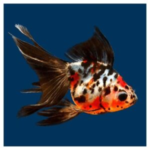 Carassius auratus - Japanka calico