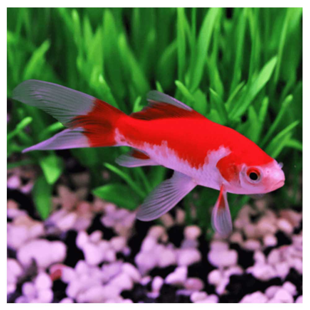 Ribice za akvarijumCarassius auratus - Japanka kometa