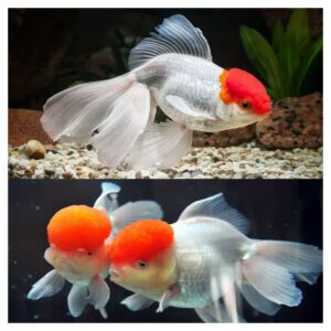 Carassius auratus - Japanka red cap