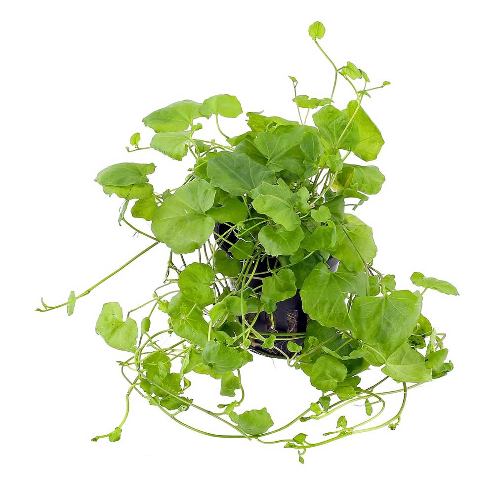 Biljke za akvarijum: Cardamine lyrata