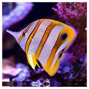 Morske ribiceChelmon Rostratus - Copperband Butterflyfish