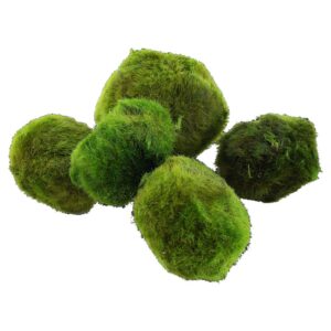 Biljke za akvarijum: Cladophora aegagrophila