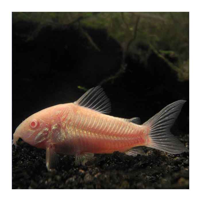 coridoras paleatus albino