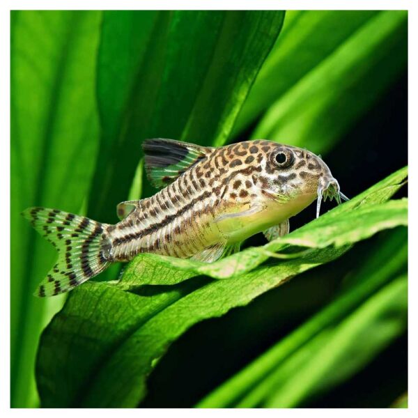 Ribice za akvarijumCorydoras leopard