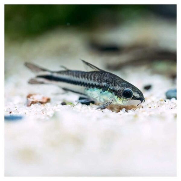 Ribice za akvarijumCorydoras pigmeus
