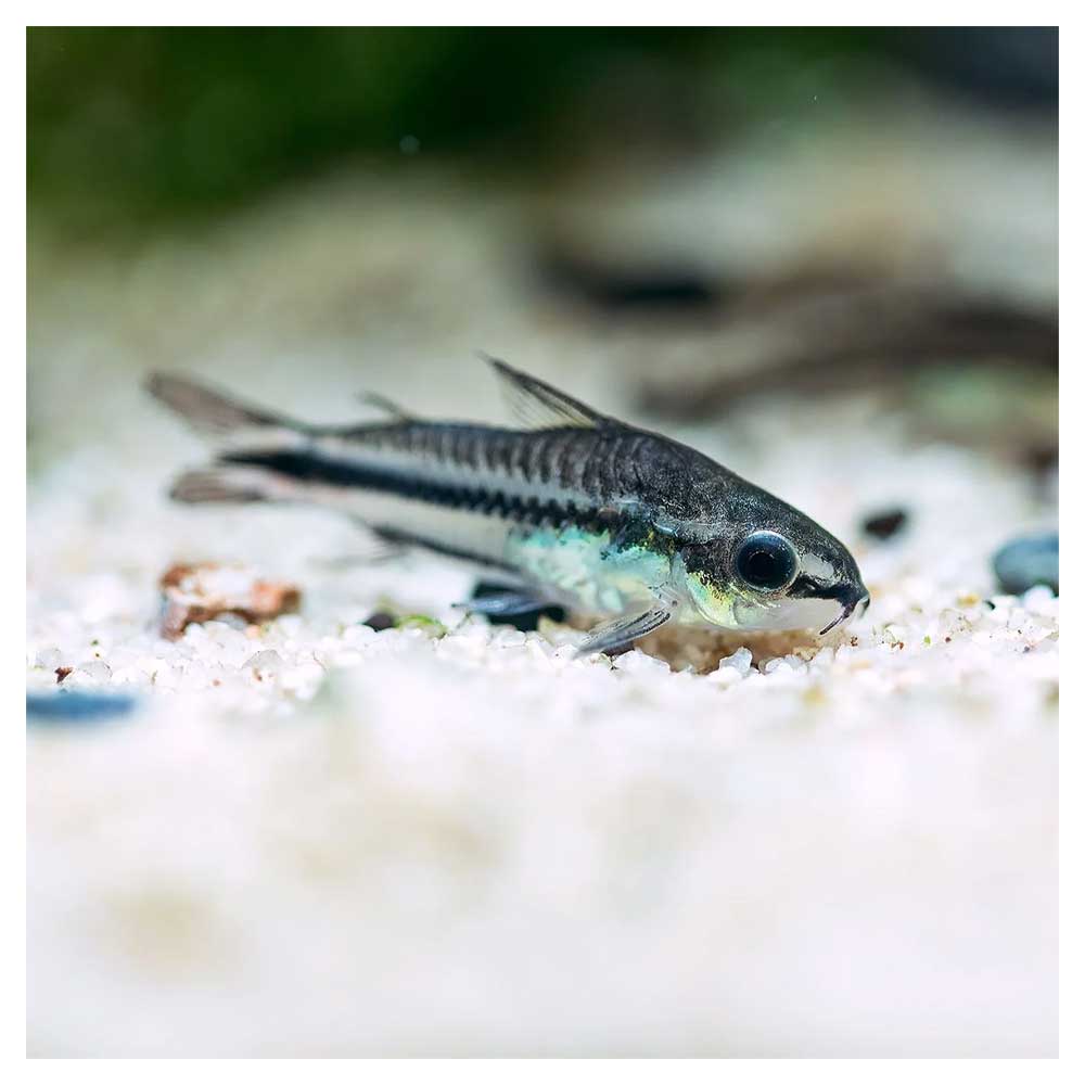 Ribice za akvarijumCorydoras pigmeus