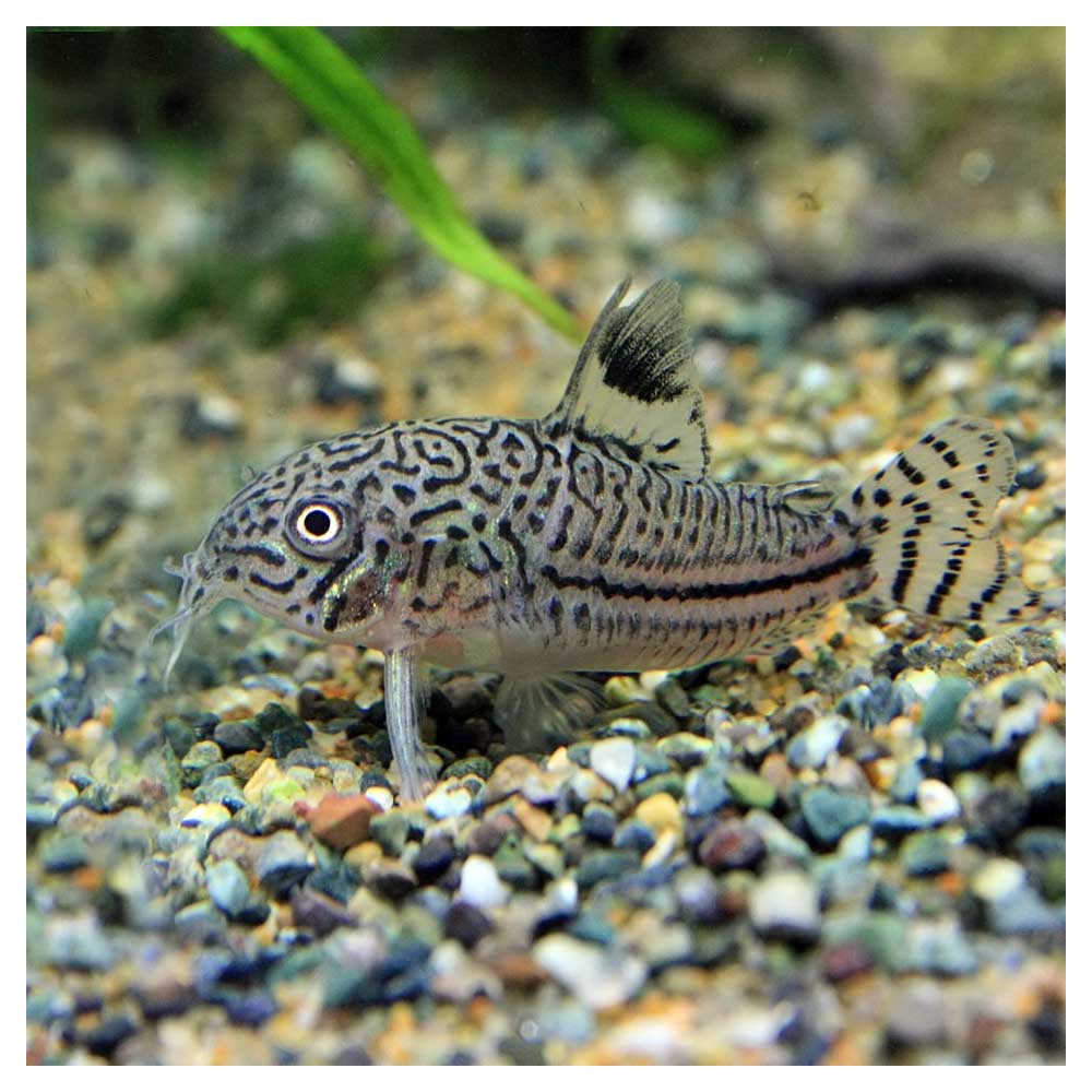 Ribice za akvarijumCorydoras trilineatus