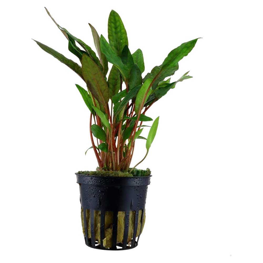 Biljke za akvarijum: Cryptocoryne beckettii