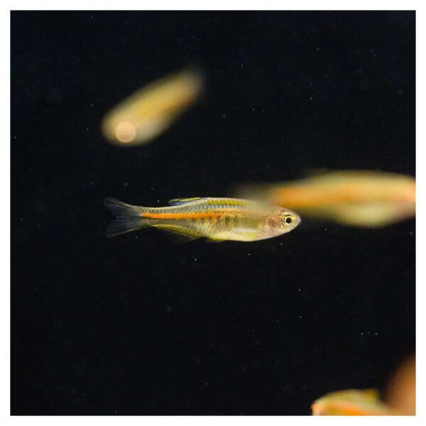 Ribice za akvarijumDanio choprae