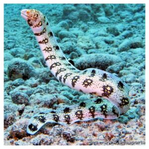 Morske ribiceEchidna Nebulosa - Snowflake Eel