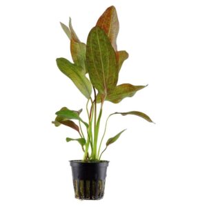 Biljke za akvarijum: Echinodorus ozelot