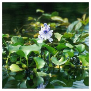 Biljke za jezeraEichhornia crassipes