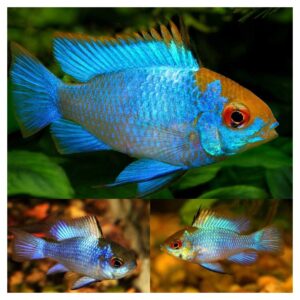 Ribice za akvarijum: Mikrogeophagus ramirezi var. - Ramirez electric blue