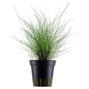 Biljke za akvarijum: Eleocharis parvula