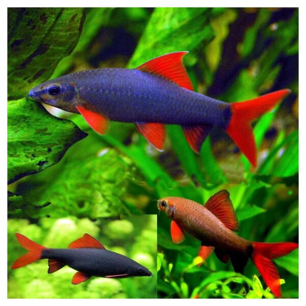 Ribice za akvarijum: Epalzeorhynchos frenatus - Frenatus