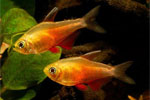 flameus tetra