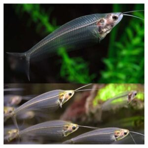 Ribice za akvarijum: Kryptopterus bicirrhis - Staklasti somic