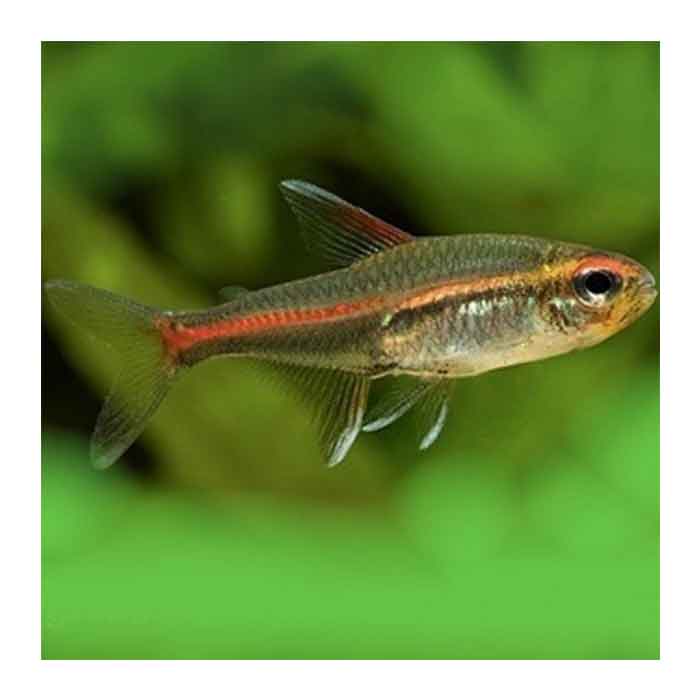 gracilis tetra