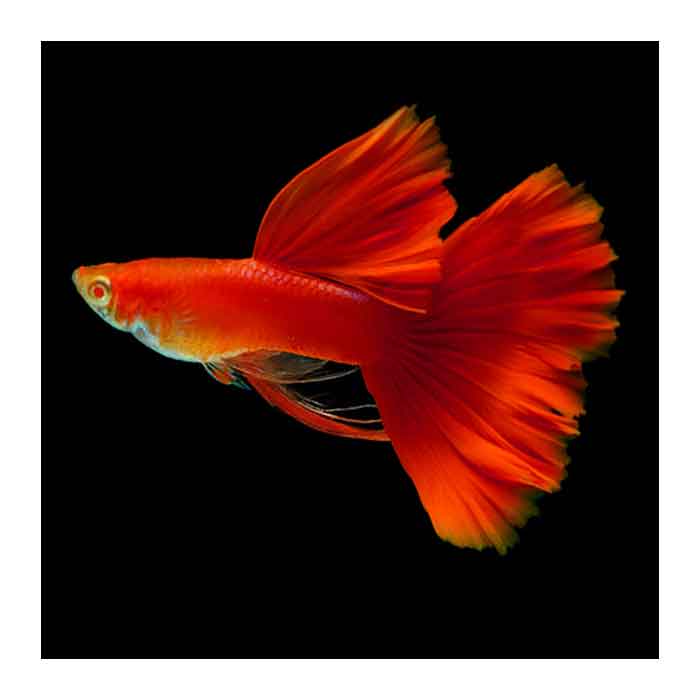 guppy full red