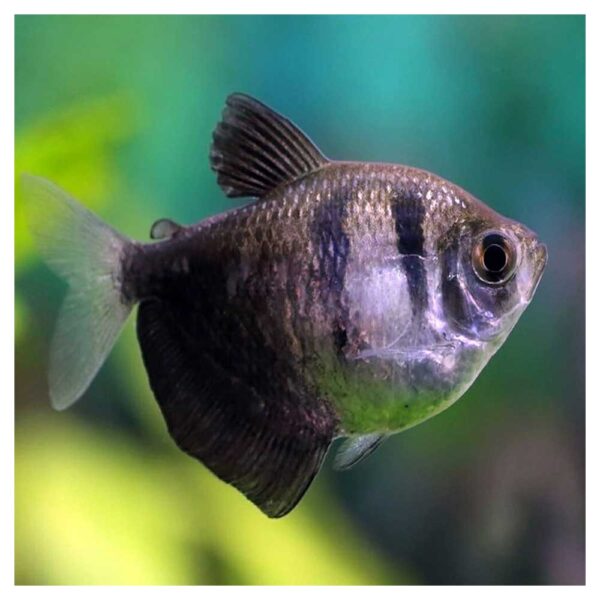 Ribice za akvarijum: Gymnocorymbus ternetzi - Crna tetra