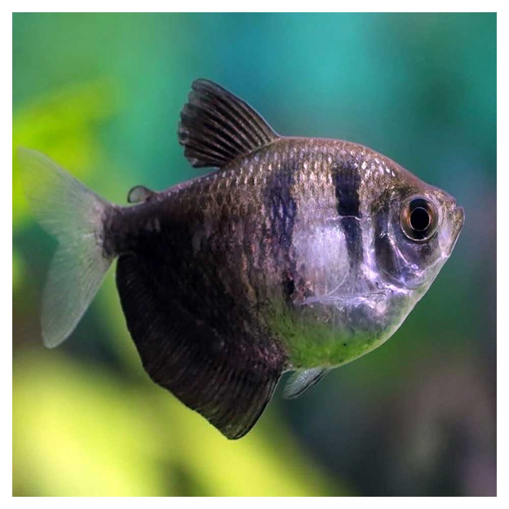 Ribice za akvarijum: Gymnocorymbus ternetzi - Crna tetra