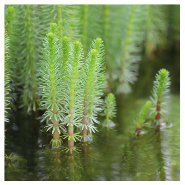 Biljke za jezeraHippuris vulgaris