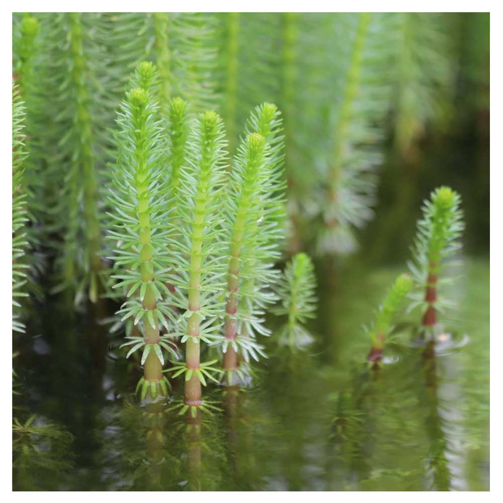 Biljke za jezeraHippuris vulgaris