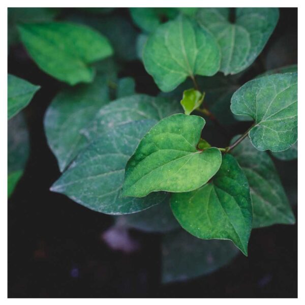 Biljke za jezeraHouttuynia cordata